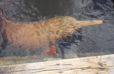 Pink river dolphin met dank aan Anakonda Cruises