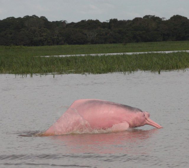rivierdolfijn, amazone dolfijn reis, uakari lodge