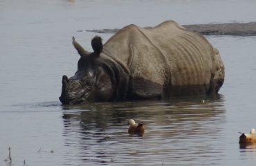 Rhino in Chitwan ©All for Nature Travel