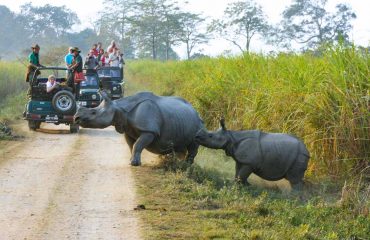 Indiase neushoorn in Kaziranga