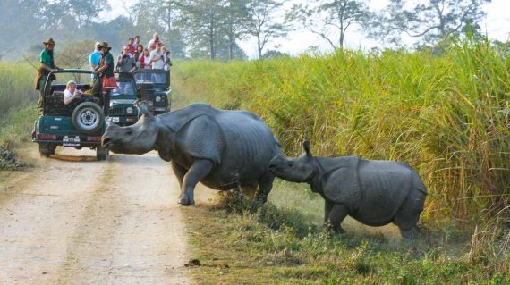 Indiase neushoorn in Kaziranga