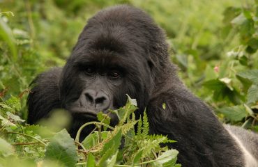 Silverback