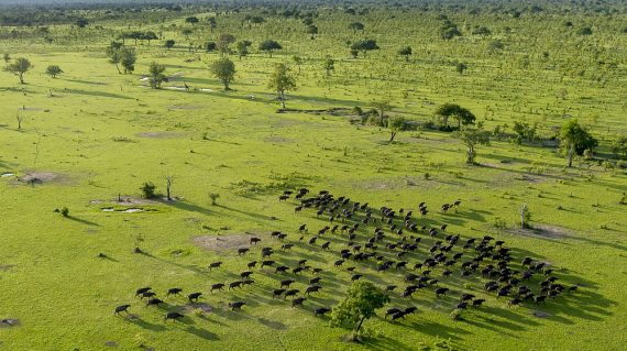 Selous Buffels vanuit de lucht