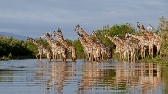 Selous giraffen oversteek