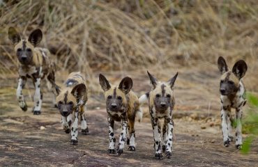 Wilde honden Selous NP