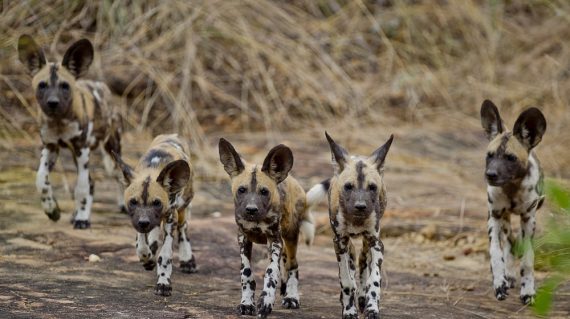 Wilde honden Selous NP