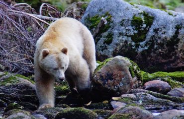 Spirit bear ©David Haggarty