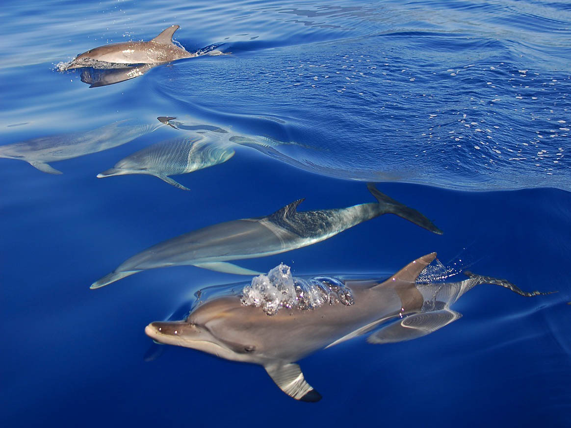 talassa, whale watching, pico