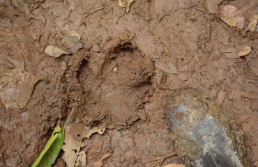 Tapir spoor Yasuni ©All for Nature Travel