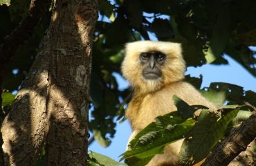 Terai Langur Dudhwa ©All for Nature Travel