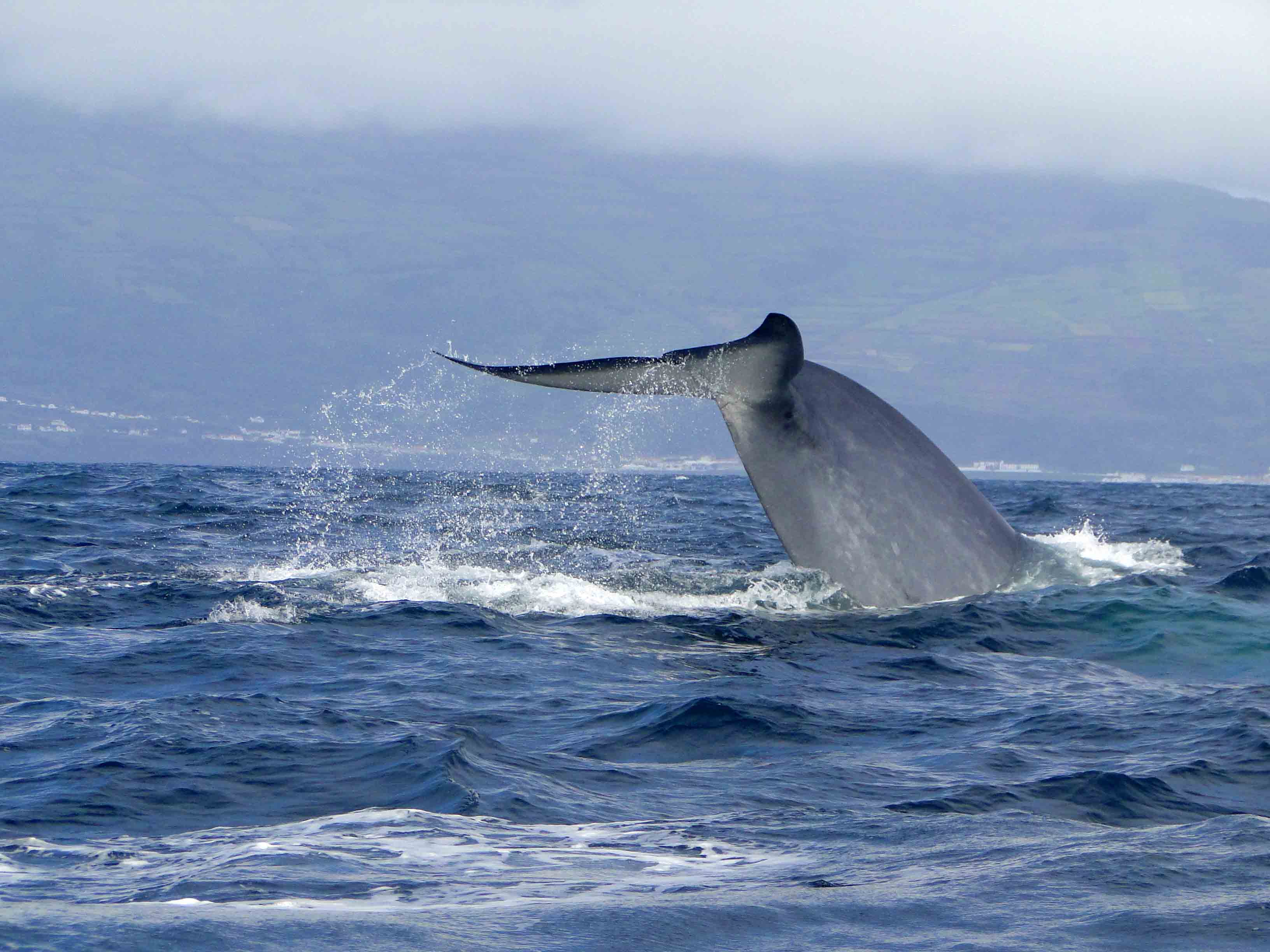 Vinvisstaart Azoren, walvis reis Azoren