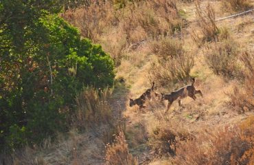 Twee jonge lynxen La Lancha @All for Nature Travel