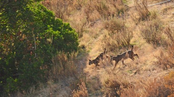 Twee jonge lynxen La Lancha @All for Nature Travel