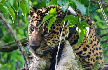 Jaguaronderzoek © Emiliano Ramalho