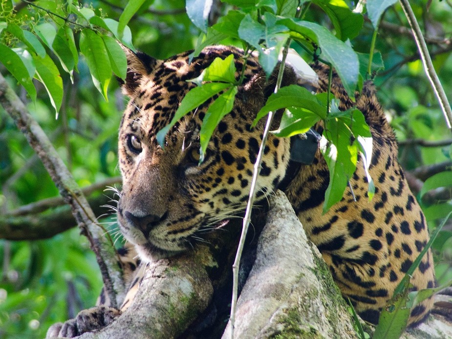 Uakari, jaguar reis, jaguar, amazone