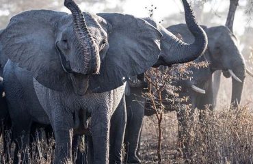 Usangu A-herd-of-elephant-trumpeting