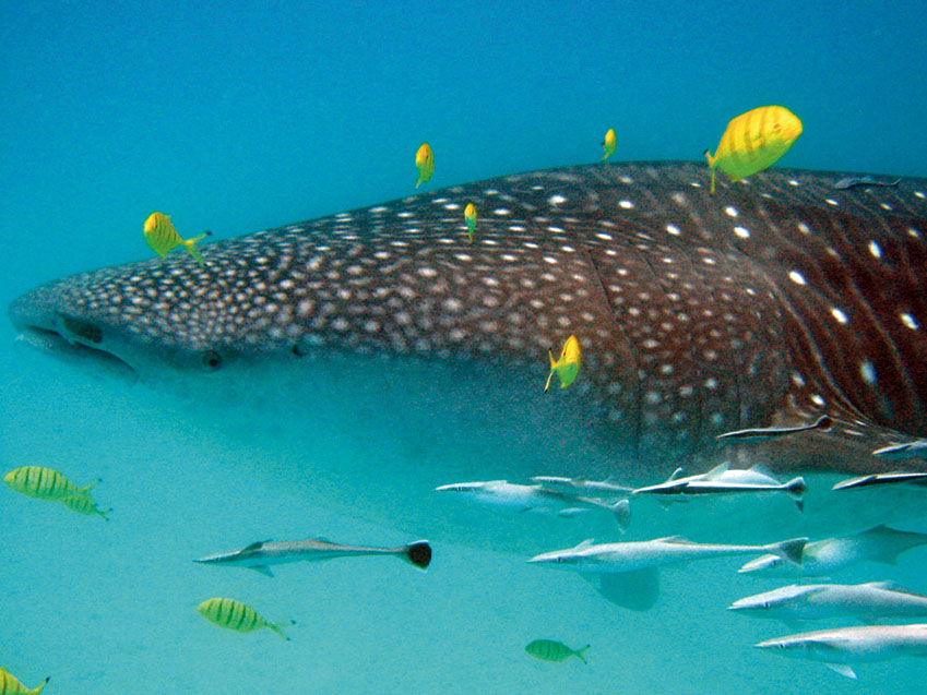 reis walvishaai, walvishaai, mafia island, tanzania