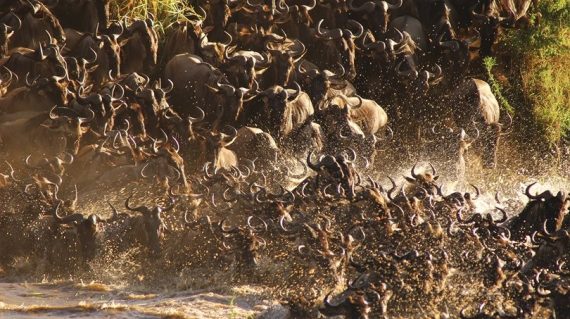 Wildebeest Crossing Mararivier