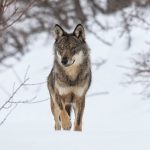 wolven in Europa