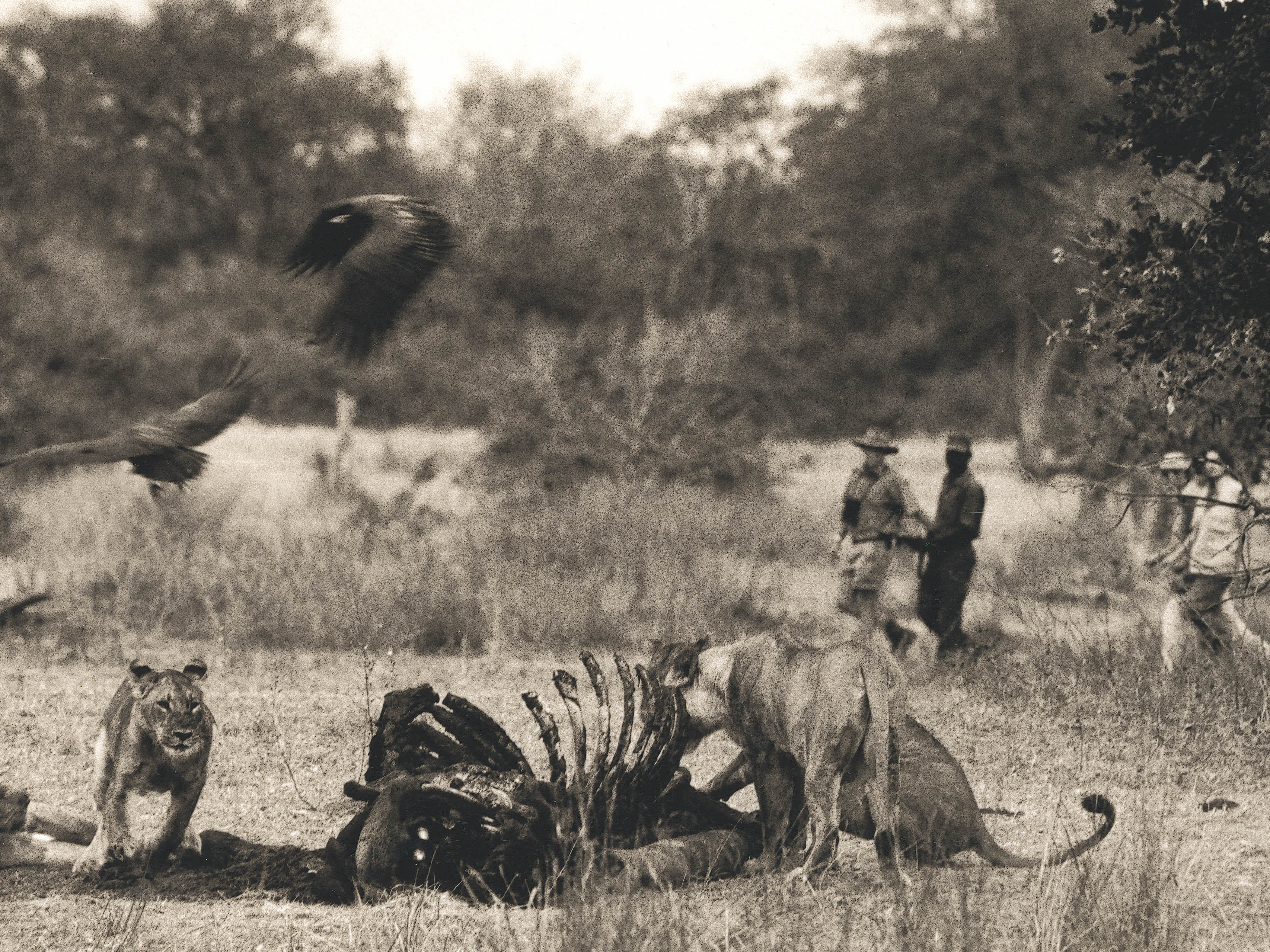 walking safari, robin pope safaris