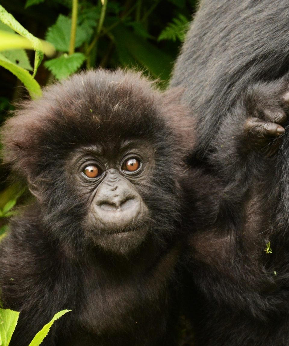 babygorilla ©All for Nature Travel