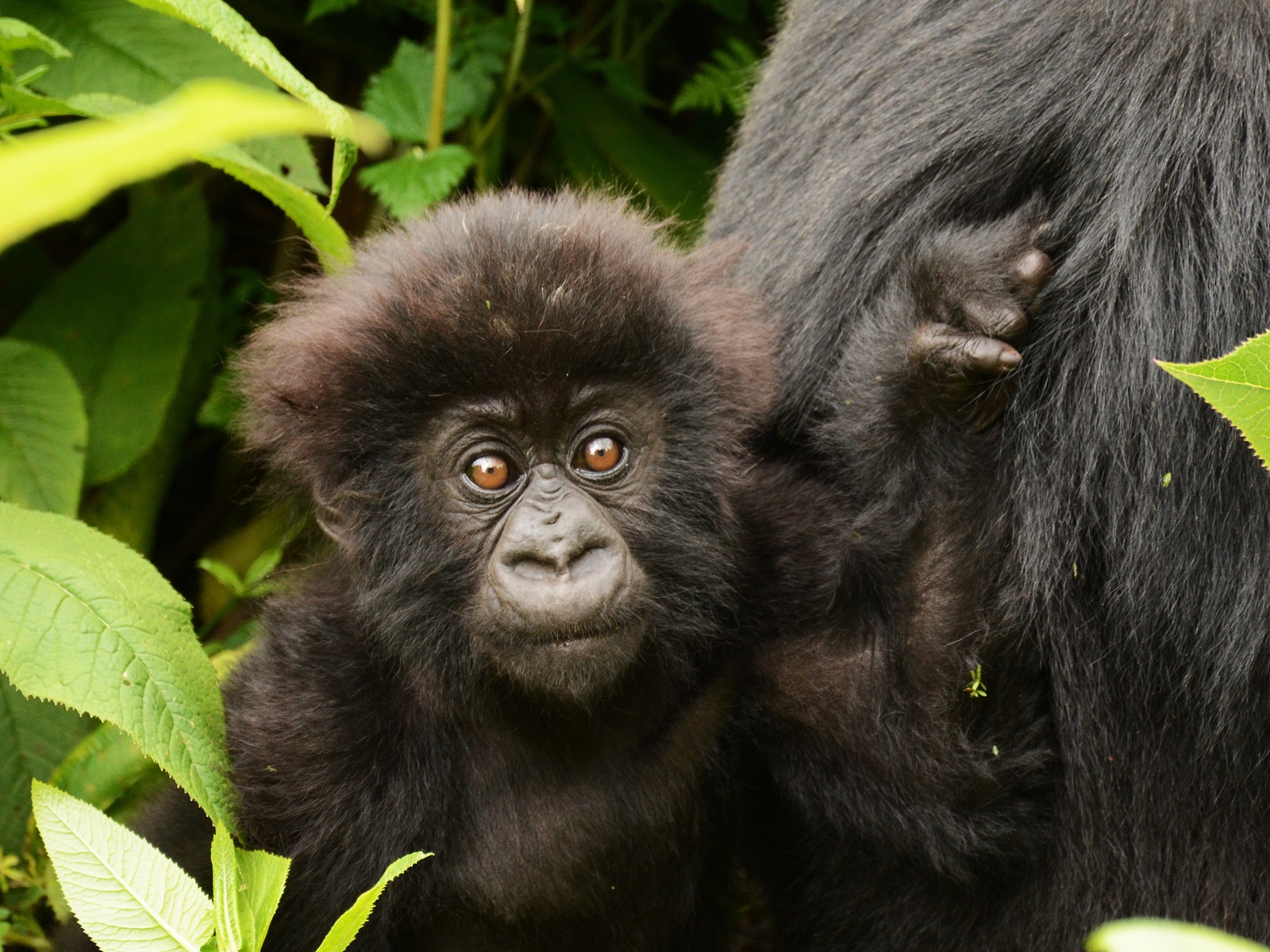 baby berggorilla, gorilla tracking Virunga