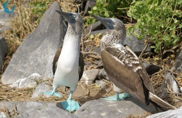 blauwvoetgent Galapagos