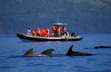 whale watching Pico