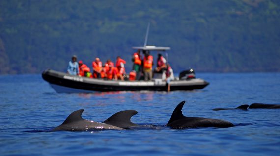 whale watching Pico