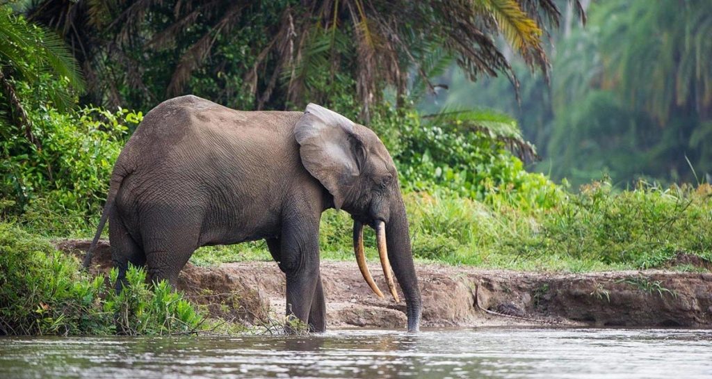 reis bosolifant, congo, odzala, ccc