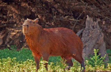 capibara Pantanal © All for Nature Travel