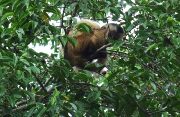 capucijnaap Araras ©All for Nature Travel