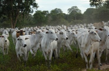 cattle araras ©All for Nature Travel
