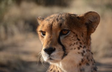 cheeta up-close bij CCF of Naankuse ©All for Nature Travel