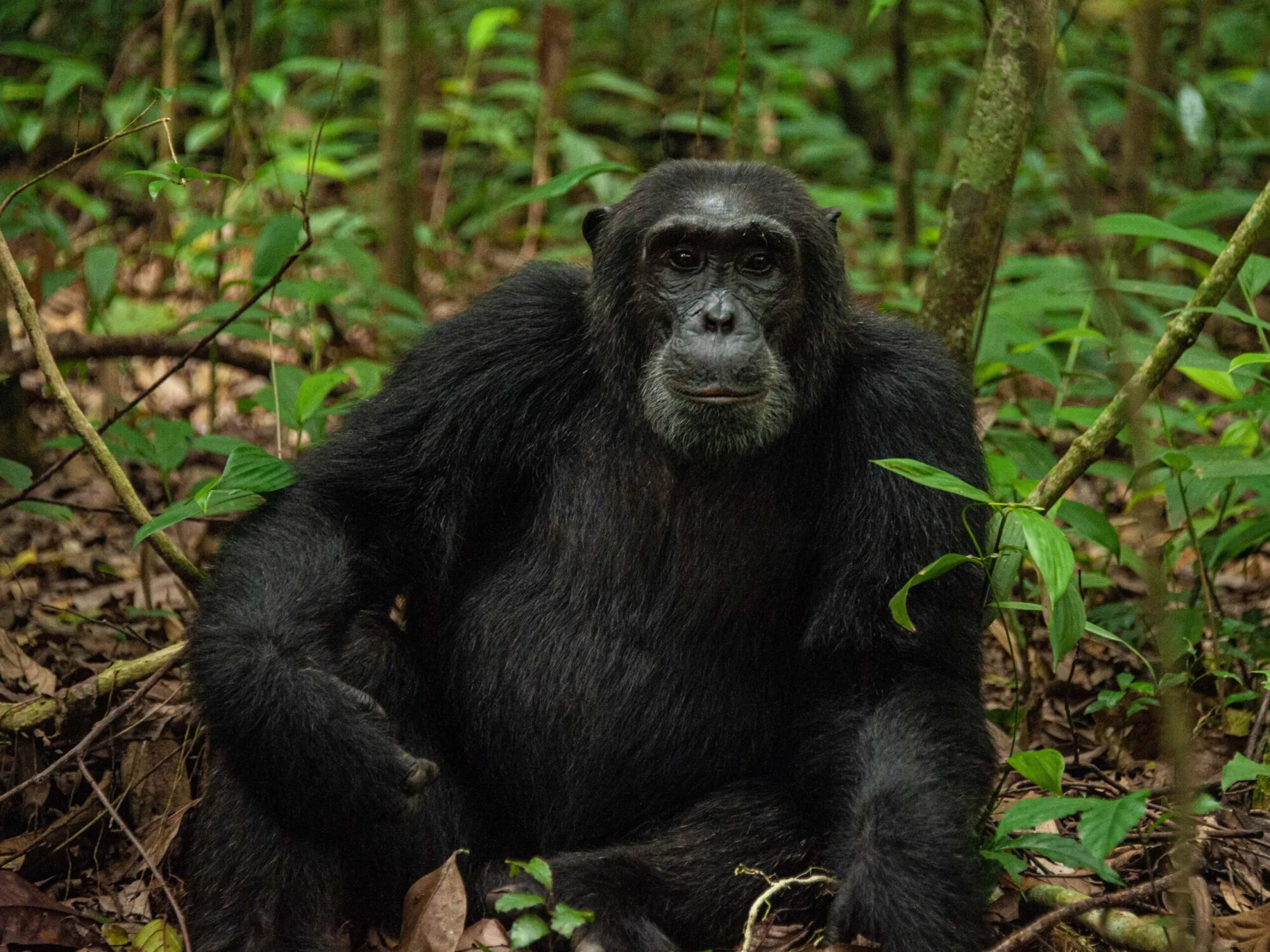 chimpansee Kibale Uganda