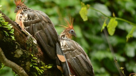 Hoatzin© All for Nature Travel