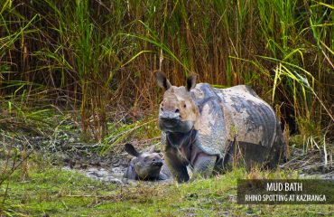 Indische neushoorn in Kaziranga