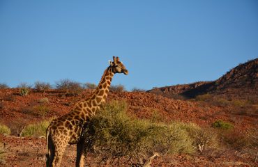 giraf langs de weg Kunene ©All for Nature Travel