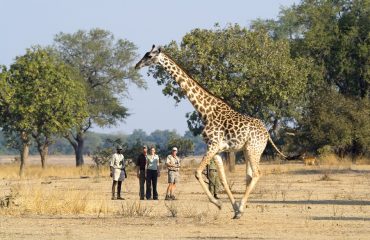 Best Walking Safari