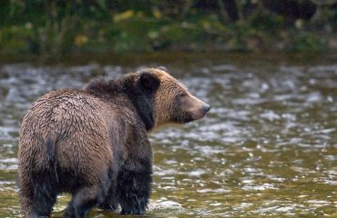 grizzly beer Outershores
