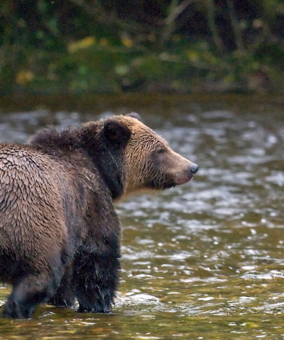 grizzly beer Outershores