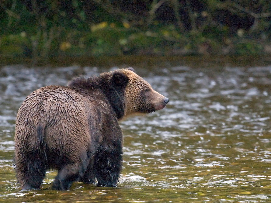 grizzly Outershores