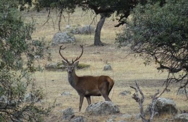 Hert in vol ornaat @All for Nature Travel