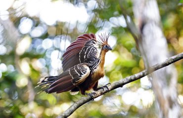 hoatzin Napo Wildlife Center