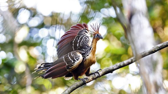 hoatzin Napo Wildlife Center