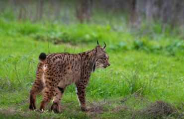 iberische lynx met dank aan dhr Stohr