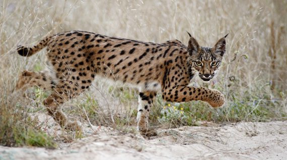 Iberische lynx jong © Marten van Dijl