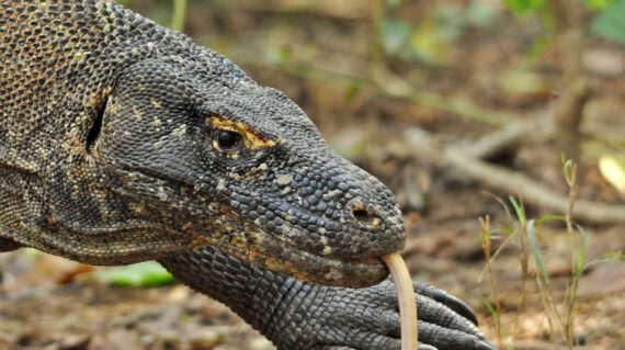 komodovaraan