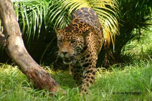jaguar reis