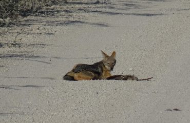 jakhals met prooi Etosha ©All for Nature Travel